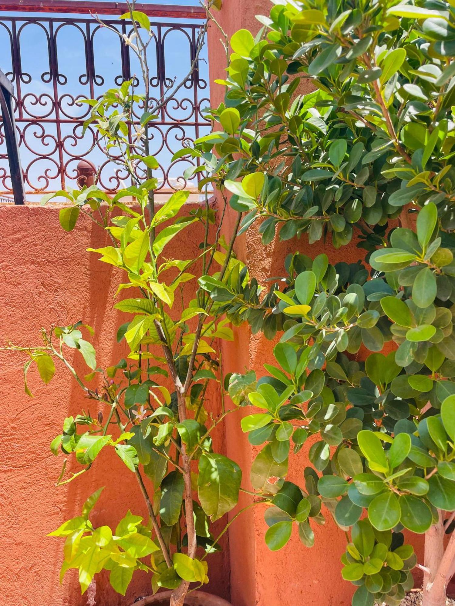 Riad Ms Holidays Terrasse Privatise Marrakech 마라케시 외부 사진